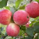 Яблоня "мельба": описание сорта и фото
