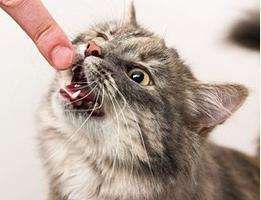  мочекаменная болезнь у кошек как лечить