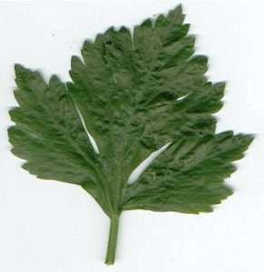 Сельдерей листовой. Полезные свойства растения