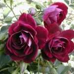 Удивительная роза флорибунда: посадка и уход