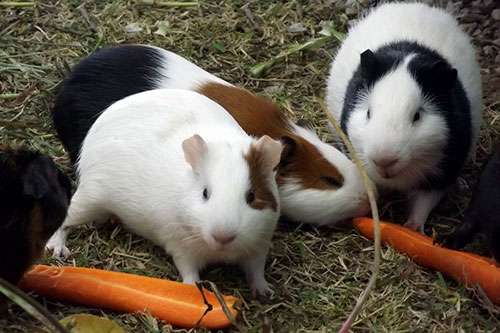Морские свинки едят морковку