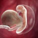 Эмбриональный срок беременности: определение, правила подсчета и советы гинекологов