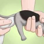 Как заставить котенка сходить в туалет: способы и рекомендации
