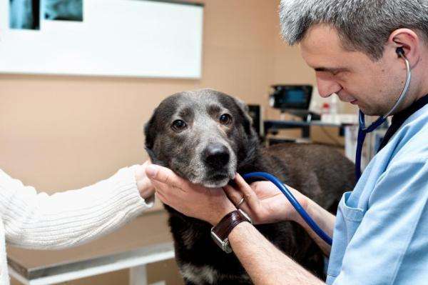Ветеринар осматривает заболевшую собаку