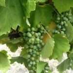 Как подвязать виноград, чтобы повысить его урожайность