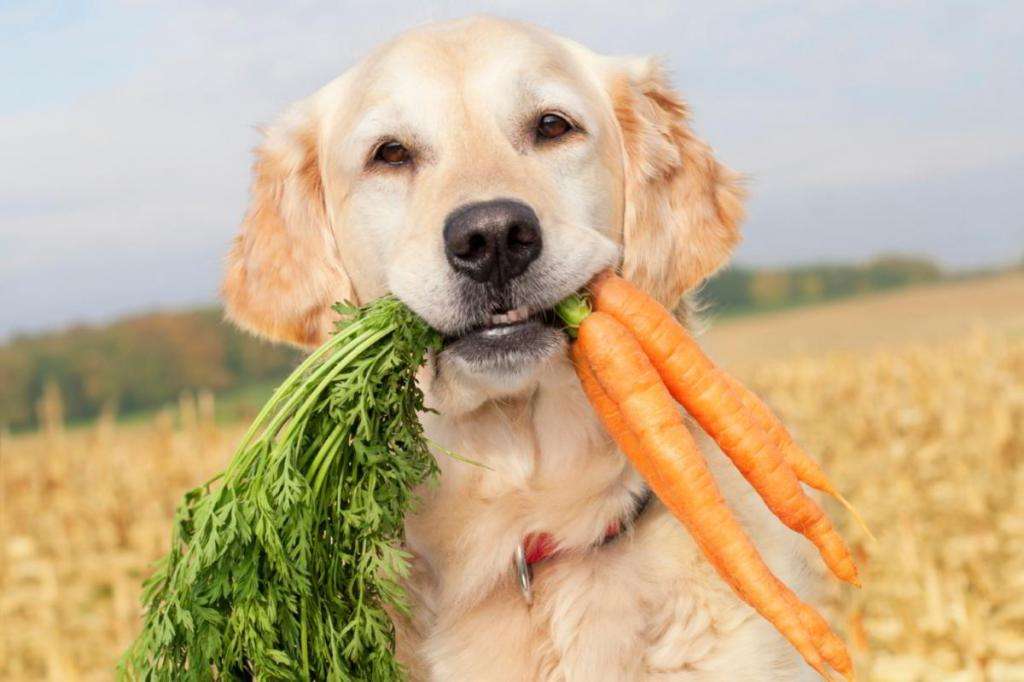 натуральная пища для собак