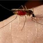 Ванилин от комаров, или Как защититься от надоедливых насекомых