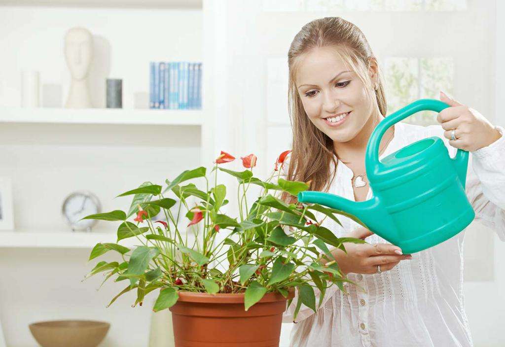 польза янтарной кислоты для растений