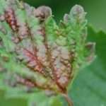Красные пятна на листьях смородины - повод для беспокойства