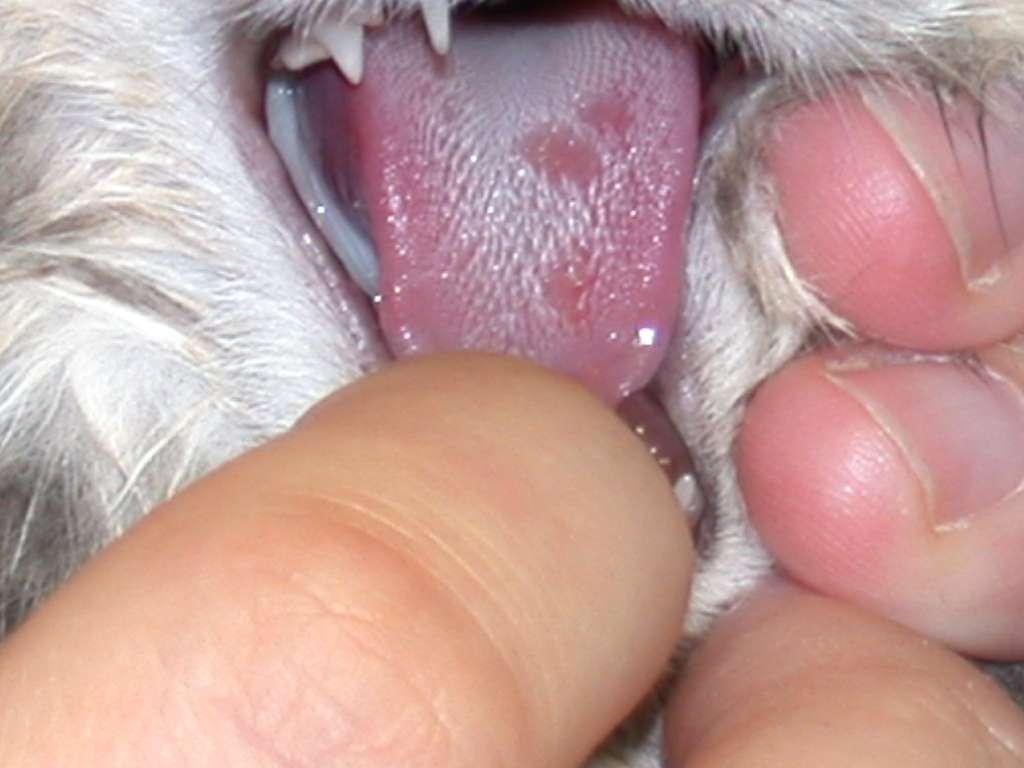 Инфекции полости пасти у кошек