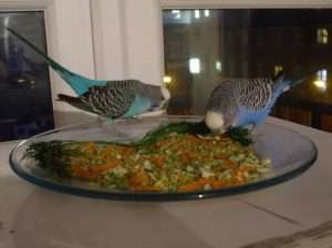 Что любят волнистые попугаи из еды?