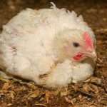 Цыплята-бройлеры: болезни и их профилактика