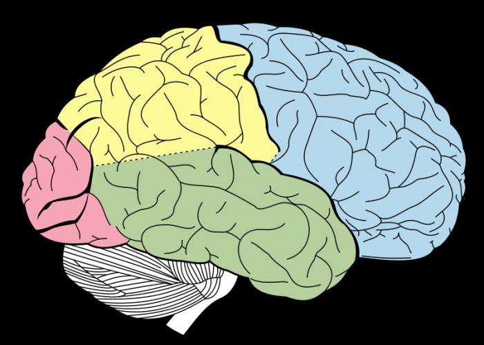 анатомия мозга человека