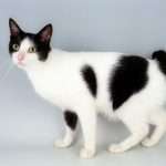 Японский кот: породы, описание, фото