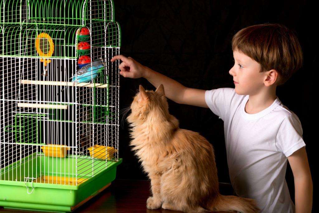 дети кот и попугайчик