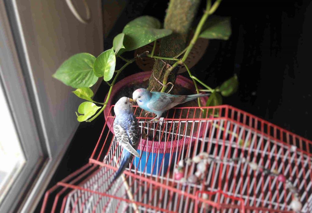 два волнистых попугая