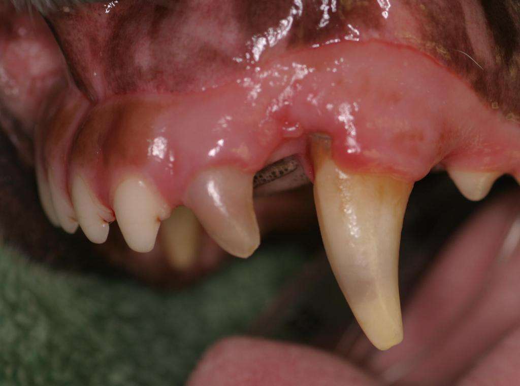 болезни зубов у собак